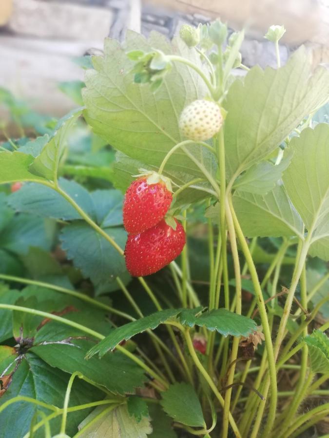 Agriturismo Nona Emma Piano Porlezza المظهر الخارجي الصورة